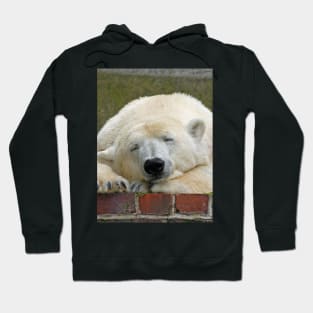 Polarbear20150501 Hoodie